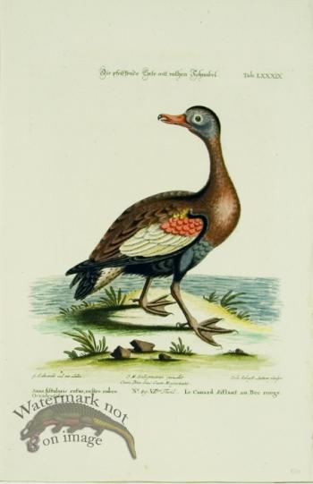 Seligmann Duck 04